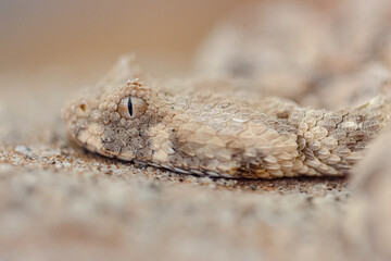 horned bitis snake close up