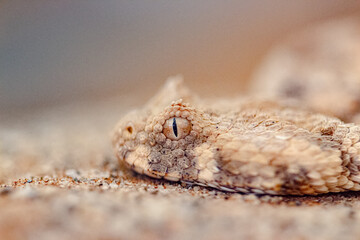 horned bitis snake close up