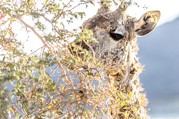 Ill girafe with scabies in africa