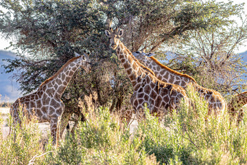 Fototapeta na wymiar Giraffes in the african savana