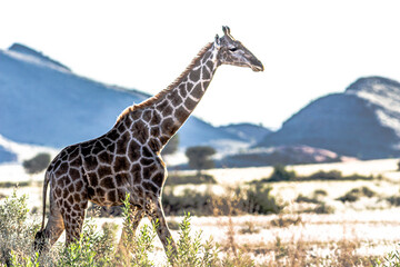 Giraffes in the african savana