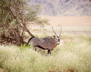 oryx by a tree in Namibia