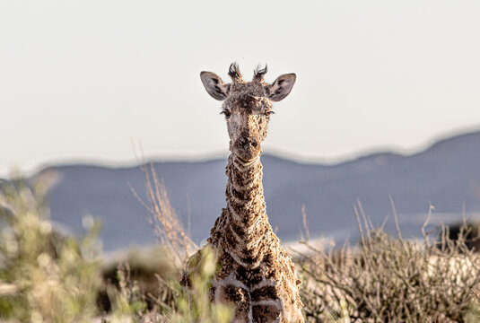 Ill girafe with scabies in africa
