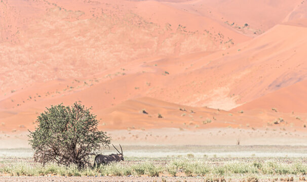 oryx by a tree in Namibia