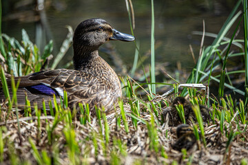 a duck and her youngsters by the side of a pond