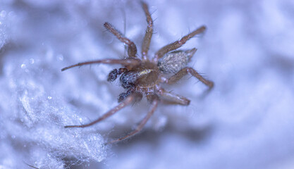 A scarry spider close up