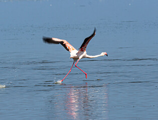 rare flamingos in the water