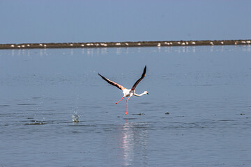rare flamingos in the water