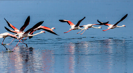 rare flamingos in the water