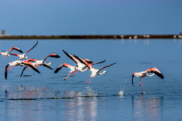rare flamingos in the water