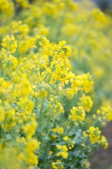 春らしく黄色く咲く