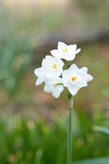 静かに白く咲く花