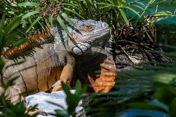 Green Iguana (Iguana iguana) in tropical forest of Papaturro River area, Nicaragua