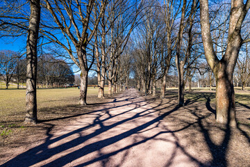 trees in the park, Frognerparken, Oslo, Norway