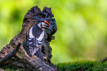 Great spotted woodpecker (Dendrocopos major) searching for food in the forest in the Netherlands