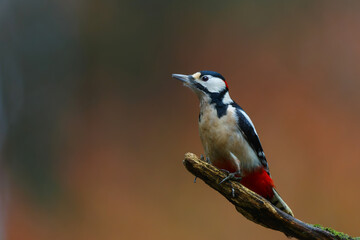 Great spotted woodpecker (Dendrocopos major) searching for food in the forest in the Netherlands