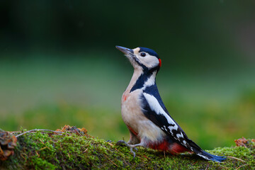 Great spotted woodpecker (Dendrocopos major) searching for food in the forest in the Netherlands