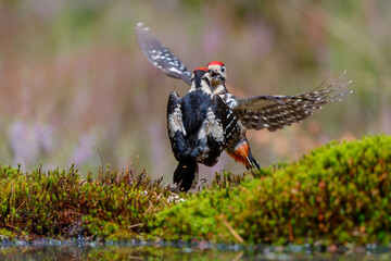 Great spotted woodpecker (Dendrocopos major) fighting in the forest in the Netherlands