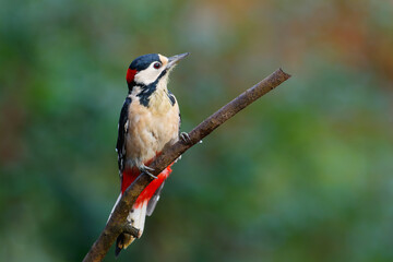 Great spotted woodpecker (Dendrocopos major) searching for food in the forest in the Netherlands
