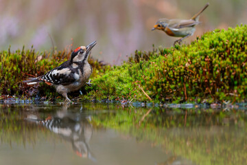 Great spotted woodpecker (Dendrocopos major) searching for food in the forest in the Netherlands