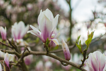 magnolia tree blossom