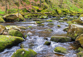 stream in the forest