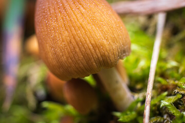 orange cap boletus