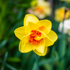 yellow daffodil flower