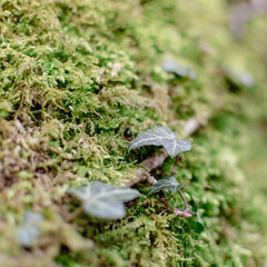 ivy on the mossy tree