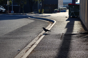 morning urban scene with shadows and raven