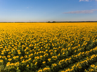 Fototapeta premium aerial view field of sunflowers in the evening