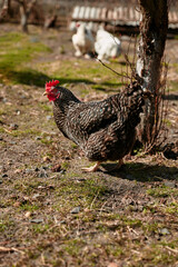 black chicken grazing in the farm yard in the sun