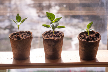 Fresh seedlings growing on a windowsill. Urban home balcony gardening, growing vegetables concept