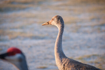 Florida Sandhill Crane