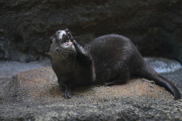 Fototapeta premium sea lion cub