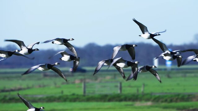 Stunning tracking shot of group of many barnacle goose taking off from land grass field fly against blue sky, day