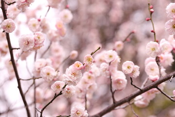 cherry blossom