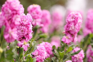 pink and white flowers
