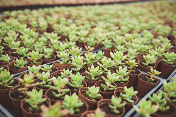 production of ornamental plants in pots 