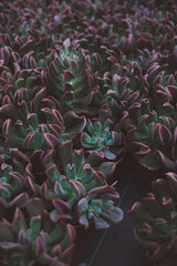 production of ornamental plants in pots 