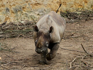 Rhinocéros