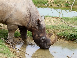 Rhinocéros,