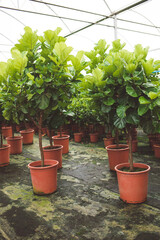 production of ornamental plants in pots 