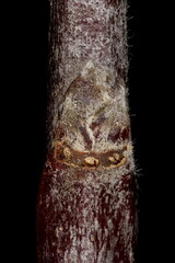 Apple (Malus domestica). Lateral Bud Closeup