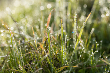 Dew drops glisten on many blades of grass like jewels in the sun