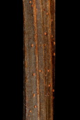 False Acacia (Robinia pseudoacacia). Wintering Twig Detail Closeup