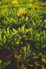 production of ornamental plants in pots 