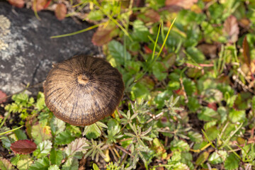 Top down view of a light and dark brown mushroom hidden in the forest