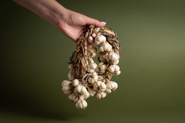 A woman's hand holds a fragrant garlic wreath lies on an olive background. Agriculture and farming