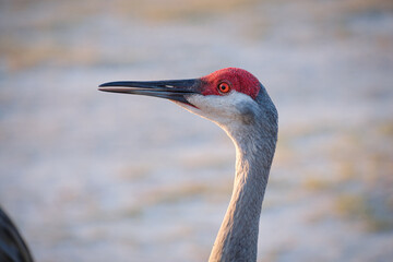 Florida Sandhill Crane